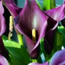 Calla Zantedeschia Night Club - araceae aethiopica - 1...