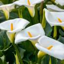 Calla Zantedeschia Crystal Clear - araceae aethiopica - 1...