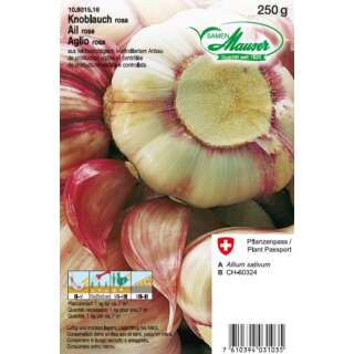 Knoblauch rosa - Allium sativum - Steckzwiebeln 250 g