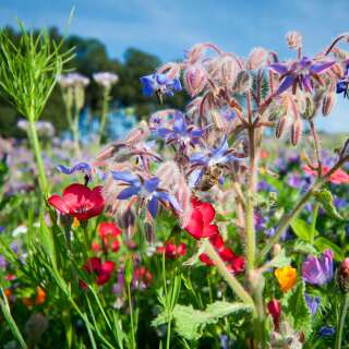 Bodensee-Blütenträume BlühOase Blumenmischung Samen