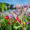 Bodensee-Blütenträume BlühOase Blumenmischung Samen
