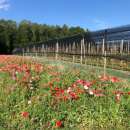 Bodensee-Blütenträume Nützlingsweide Blumenmischung Samen