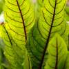 Ampfer, roter Blutampfer Bloody Dock - Rumex sanguineus var. sanguineus - Samen