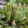 Ampfer, roter Blutampfer Bloody Dock - Rumex sanguineus var. sanguineus - Samen