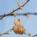 Blossombs Bienen-Anhänger auf A6-Karte - Diverse Wildblumen