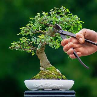 Bonsai Konkavzange