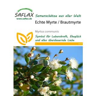 Echte Myrte - Brautmyrte - Myrtus communis - Samen