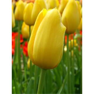 Darwin-Hybrid-Tulpe XXL Big Smile - Tulipa - 1 Zwiebel