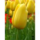 Darwin-Hybrid-Tulpe XXL Big Smile - Tulipa - 1 Zwiebel