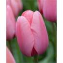 Darwin-Hybrid-Tulpe XXL Pink Impression - Tulipa - 1 Zwiebel