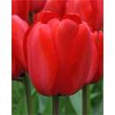 Darwin-Hybrid-Tulpe XXL Red Impression - Tulipa - 1 Zwiebel