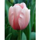 Darwin-Hybrid-Tulpe XXL Salmon Impression - Tulipa - 1...