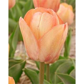 Darwin-Hybrid-Tulpe XXL Apricot Impression - Tulipa - 1...