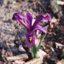 Netzblatt-Schwertlilie J.S. Dijt - Iris reticulata - 10 Knollen