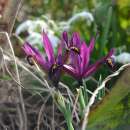 Netzblatt-Schwertlilie J.S. Dijt - Iris reticulata - 10...