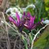 Netzblatt-Schwertlilie J.S. Dijt - Iris reticulata - 10 Knollen