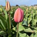 Darwin-Hybrid-Tulpe Design Impression - Tulipa - 10 Zwiebeln