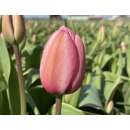 Darwin-Hybrid-Tulpe Design Impression - Tulipa - 10 Zwiebeln