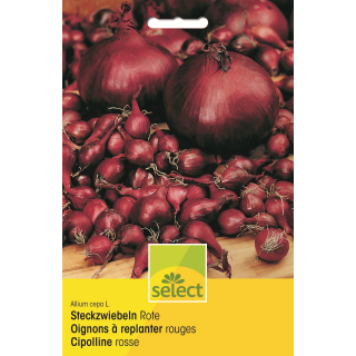 Steckzwiebel Rote - Allium cepa - Steckzwiebeln