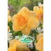 Gefüllte Narzissen Orange Juice - Narcissus - 5 Zwiebeln