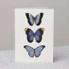 Blaue Schmetterlinge Grusskarte mit Umschlag
