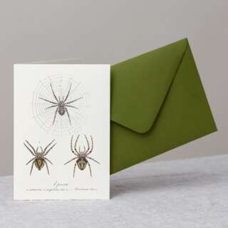 Spinnen Grusskarte mit Umschlag