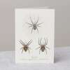 Spinnen Grusskarte mit Umschlag