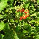 Tomate, Wildtomate Rote Murmel - Lycopersicon pimpinellifolium - BIOSAMEN