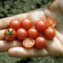 Tomate, Wildtomate Rote Murmel - Lycopersicon...