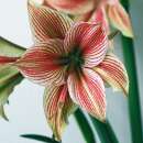 Amaryllis Exotic Star - 1 Zwiebel