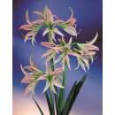 Kleinblumige Amaryllis Emerald - 1 Zwiebel