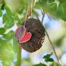 Sonnenblumenkopf mit Samen für Vögel