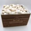 Bio Champignon Pilzzuchtset - Agaricus bisporus 5 kg