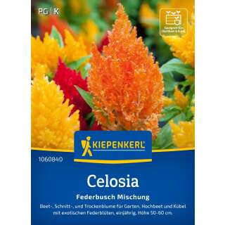 Federbusch, Mischung - Celosia argentea var. plumosa - Samen