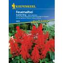 Feuersalbei Scarlet King - Salvia splendens - Samen