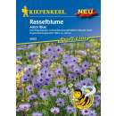 Rasselblume Amor Blue - Catanache caerulea - Samen