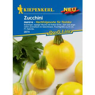 Zucchetti, Zucchini Mareva - Cucurbito pepo - Samen