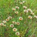 Golddistel - Carlina vulgaris - BIOSAMEN