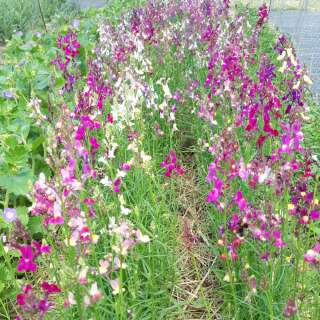 Leinkraut, marokkanisches - Linaria maroccana - BIOSAMEN