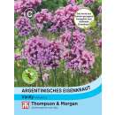 Argentinisches Eisenkraut Vanity - Verbena bonariensis -...