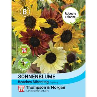 Sonnenblume Mischung Beaches - Helianthus annuus - Samen