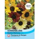 Sonnenblume Mischung Beaches - Helianthus annuus - Samen