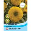 Sonnenblume Gummy Bear - Helianthus annuus - Samen