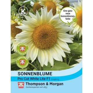 Sonnenblume Pro Cut White Lite F1 - Helianthus annuus -...