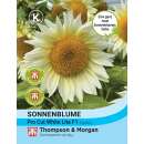 Sonnenblume Pro Cut White Lite F1 - Helianthus annuus - Samen