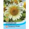 Sonnenblume Pro Cut White Lite F1 - Helianthus annuus - Samen