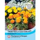 Tagetes, Studentenblume Endurance F1 - Tagetes patula - Samen