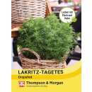 Lakritz-Tagetes Dropshot - Tagetes lucida - Samen