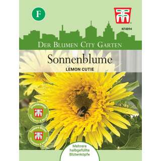 Sonnenblume Lemon Cutie F1 - Helianthus annuus - Samen