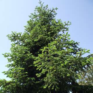 Troja-Tanne - Abies nordmanniana subsp. equi-trojani - Samen